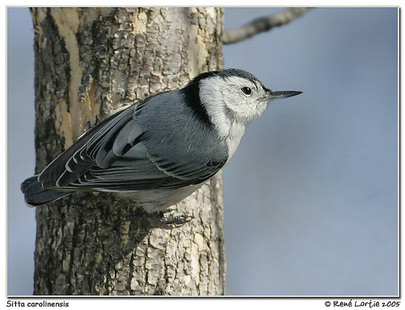 White-breasted Nuthatch