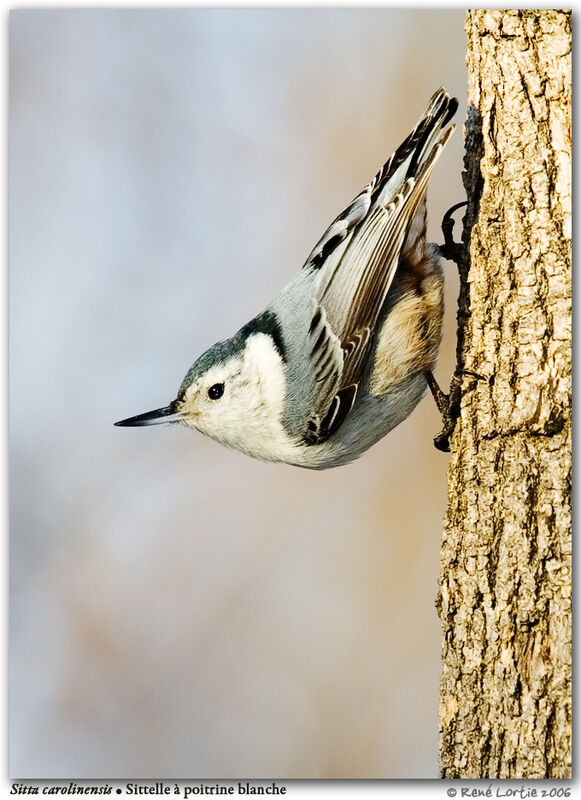 White-breasted Nuthatch