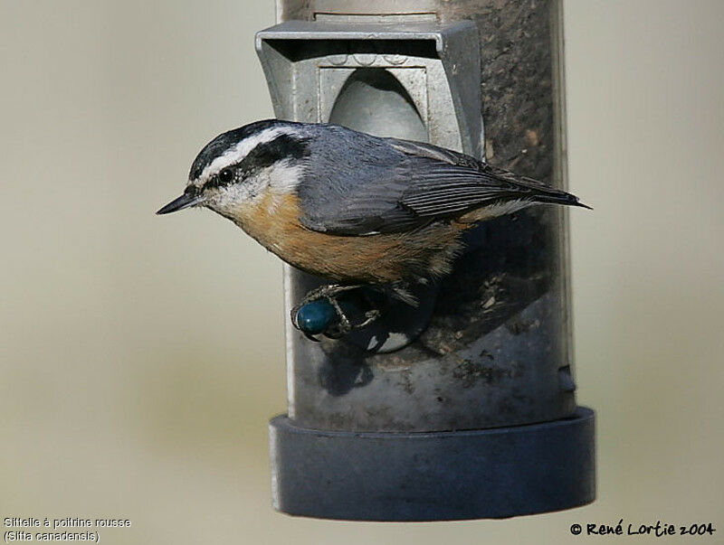 Red-breasted Nuthatch