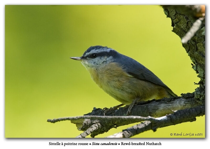 Red-breasted Nuthatch