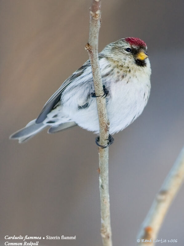 Common Redpoll