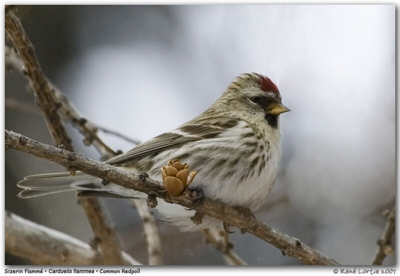 Common Redpolladult