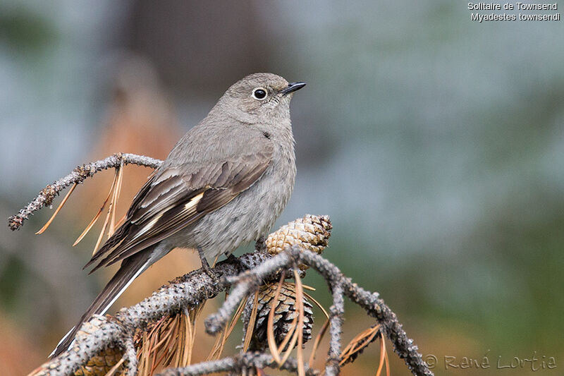 Townsend's Solitaireadult, identification