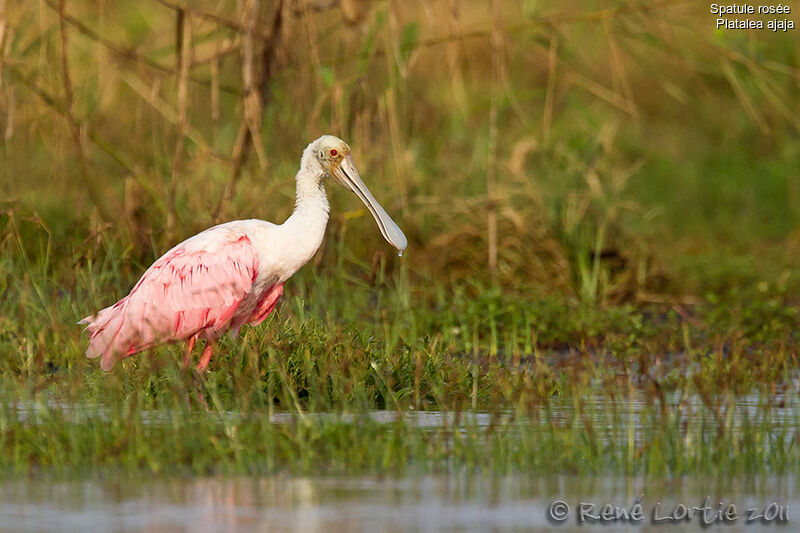 Roseate Spoonbilladult, identification, Behaviour