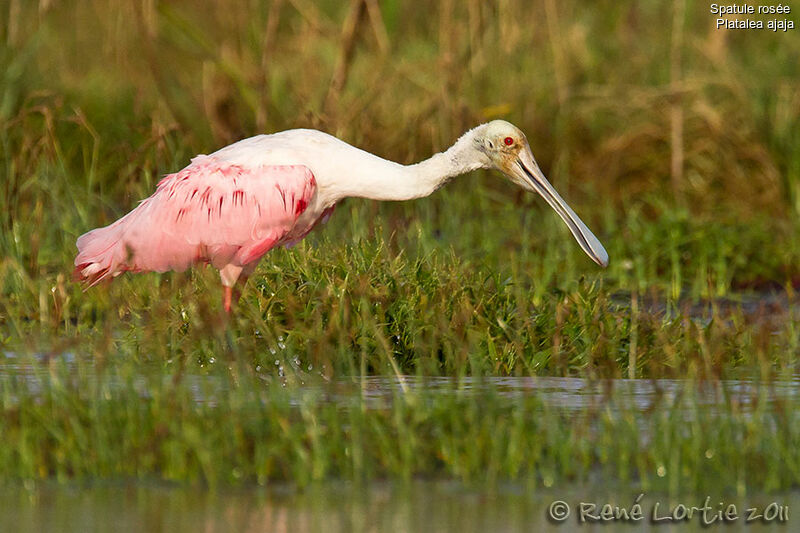 Spatule roséeadulte, identification, Comportement