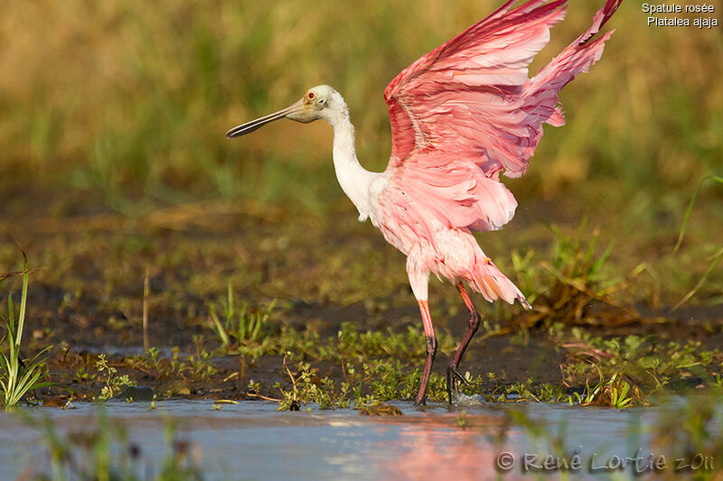 Roseate Spoonbilladult, identification