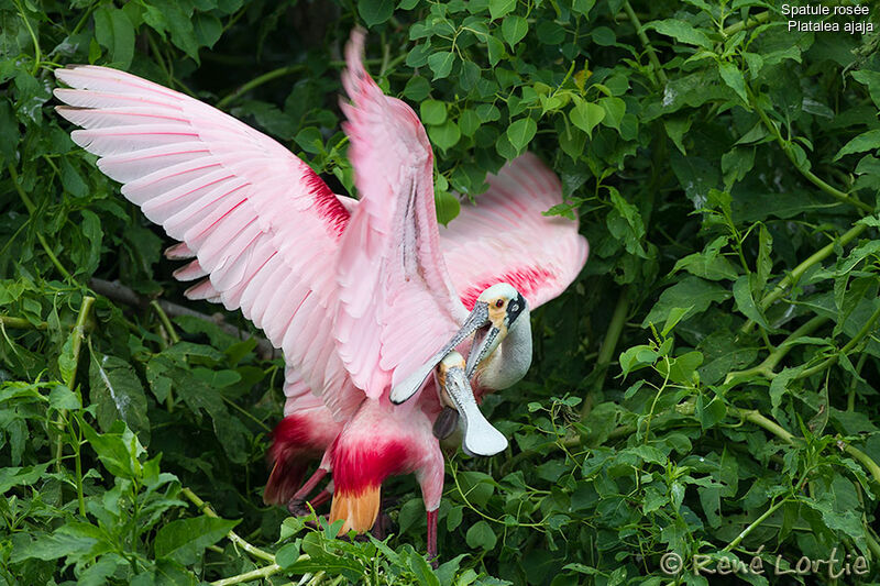 Roseate Spoonbill adult breeding, identification, Behaviour