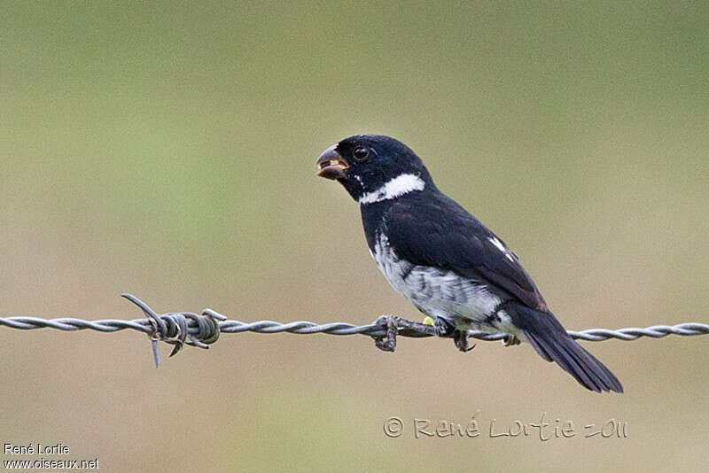 Wing-barred Seedeater male adult, identification