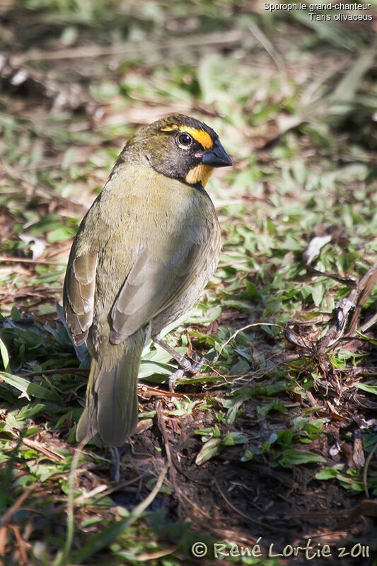 Sporophile grand-chanteur mâle adulte, identification