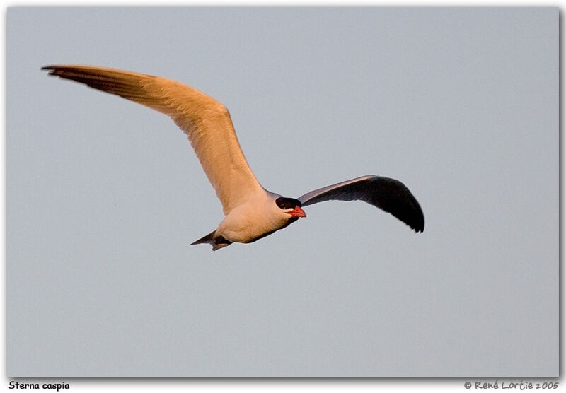 Caspian Tern