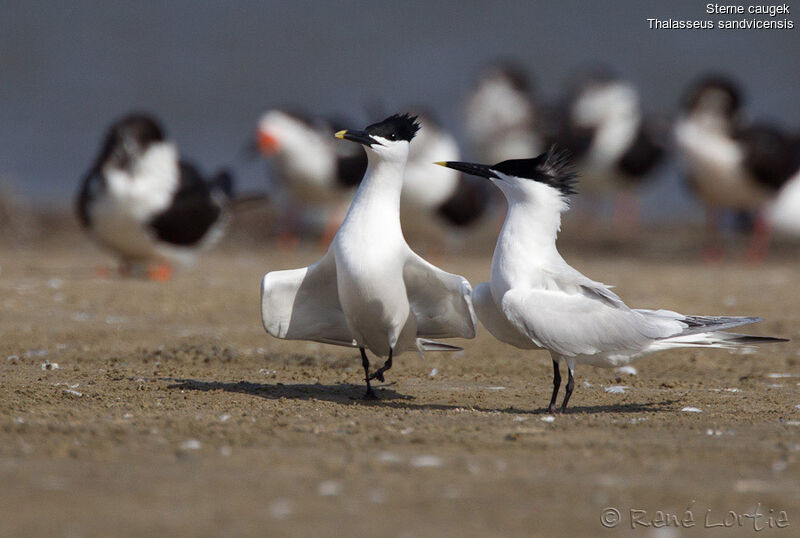 Sandwich Tern adult breeding, identification