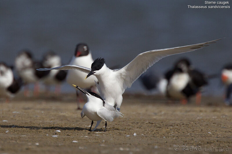 Sandwich Tern , identification, Behaviour