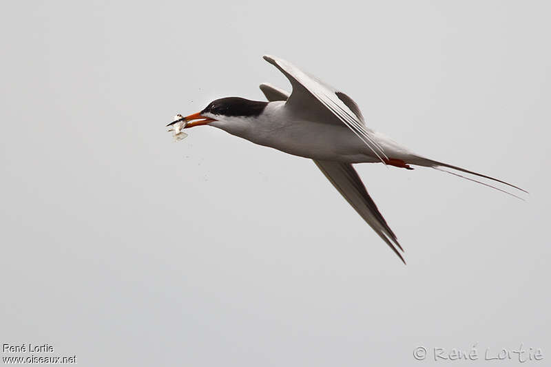 Forster's Ternadult, Flight, feeding habits