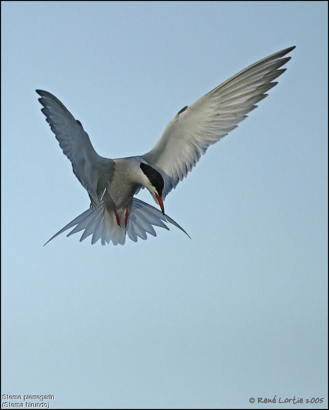 Common Tern