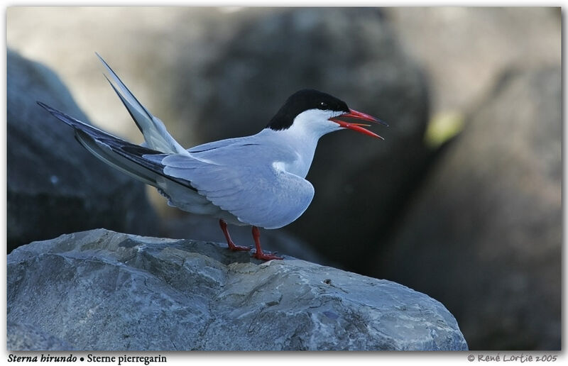 Common Tern