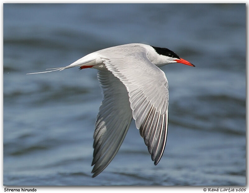 Common Tern