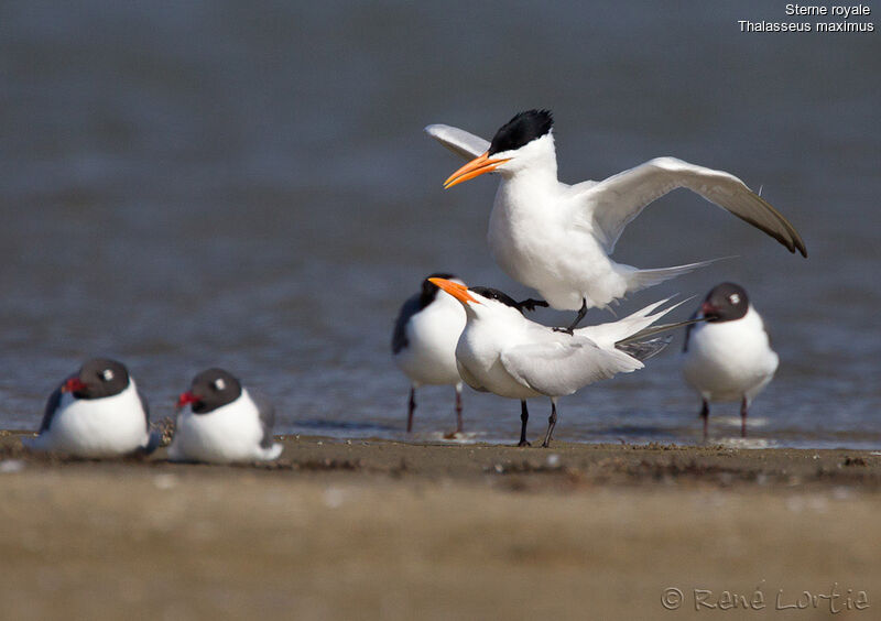 Royal Ternadult breeding, mating., Behaviour