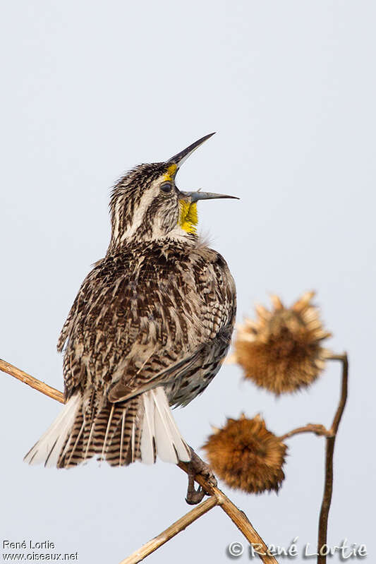 Sturnelle de l'Ouest mâle adulte, identification