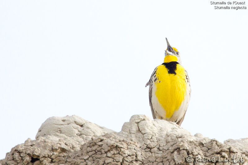 Western Meadowlarkadult, identification