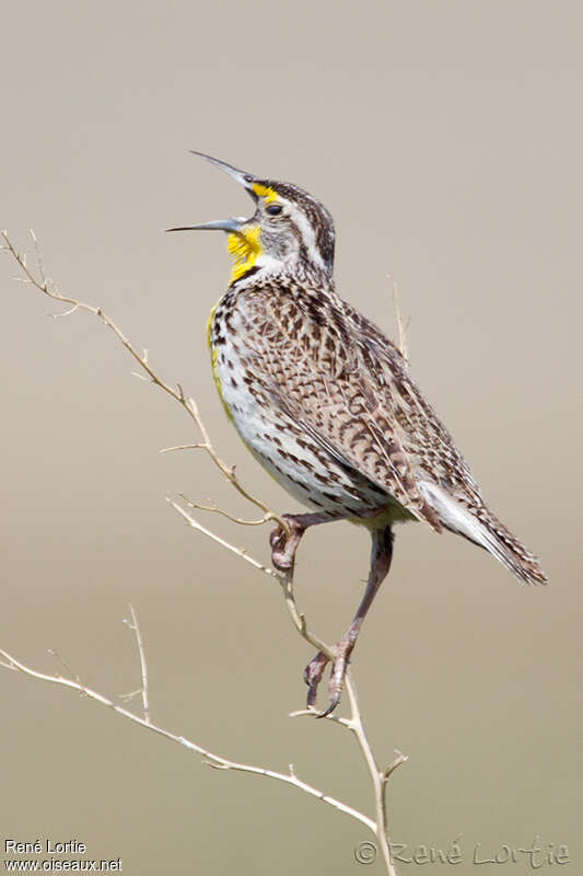 Western Meadowlarkadult, pigmentation, song