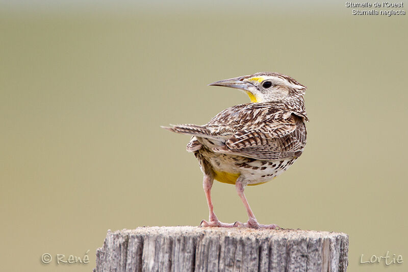 Western Meadowlarkadult, identification