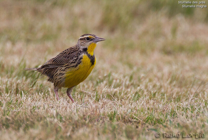 Eastern Meadowlarkadult