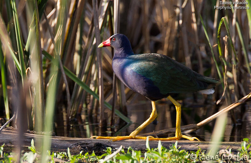 Talève violacéeadulte, identification