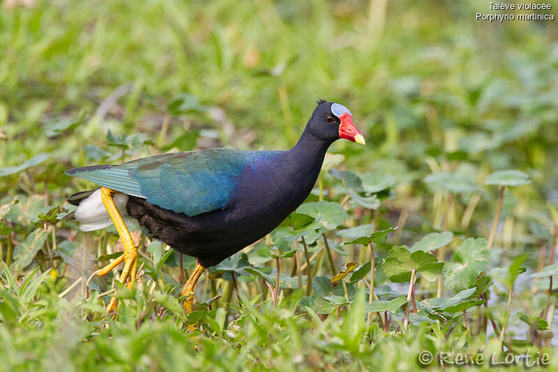 Talève violacéeadulte, identification