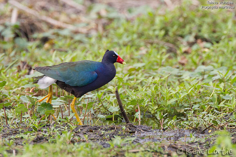 Purple Gallinuleadult, identification