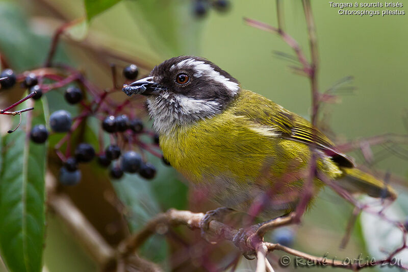 Sooty-capped Chlorospingusadult, identification, feeding habits