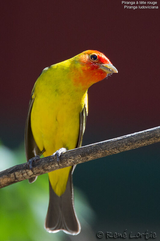 Western Tanager male adult breeding, identification