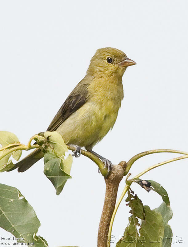 Scarlet Tanager female adult, identification