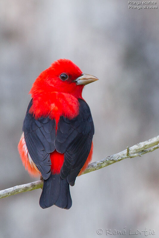 Scarlet Tanager male adult breeding, identification