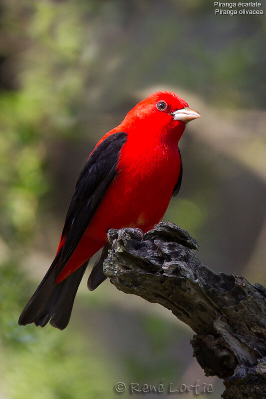 Scarlet Tanager male adult breeding, identification