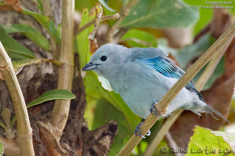 Tangara évêqueadulte, identification