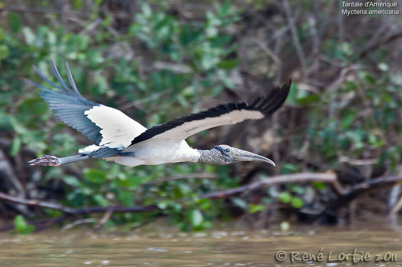 Wood Storkadult, Flight