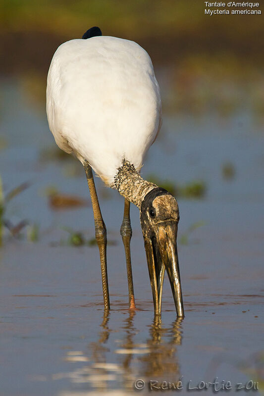 Wood Storkadult, identification, Behaviour