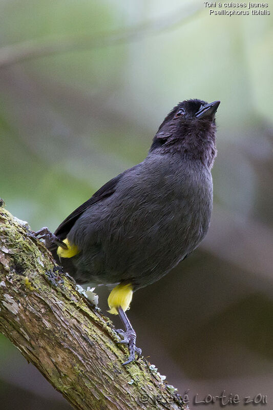 Yellow-thighed Brushfinch, identification