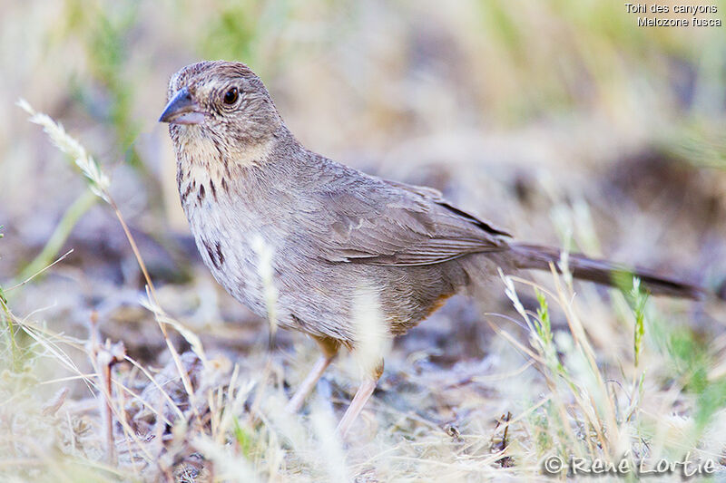 Canyon Towheeadult, identification