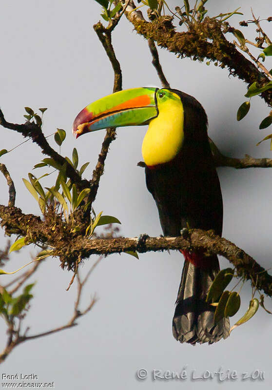 Keel-billed Toucanadult, pigmentation