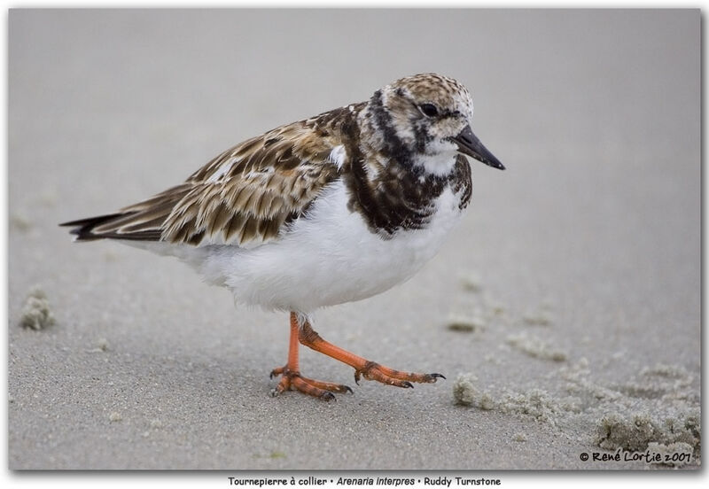 Ruddy Turnstone