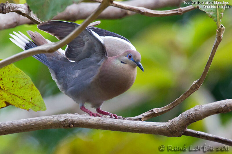 White-winged Doveadult, identification