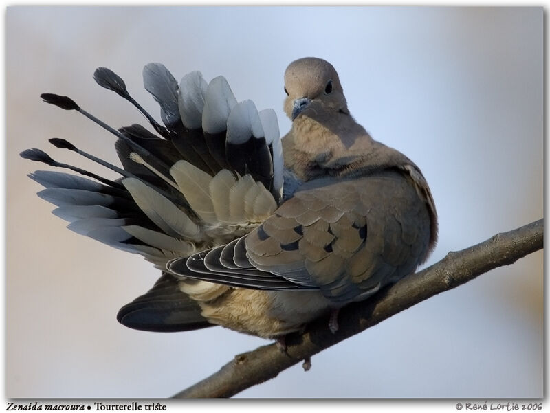 Mourning Dove