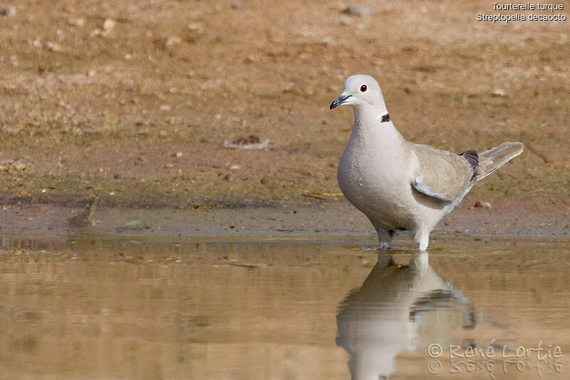 Eurasian Collared Doveadult, identification