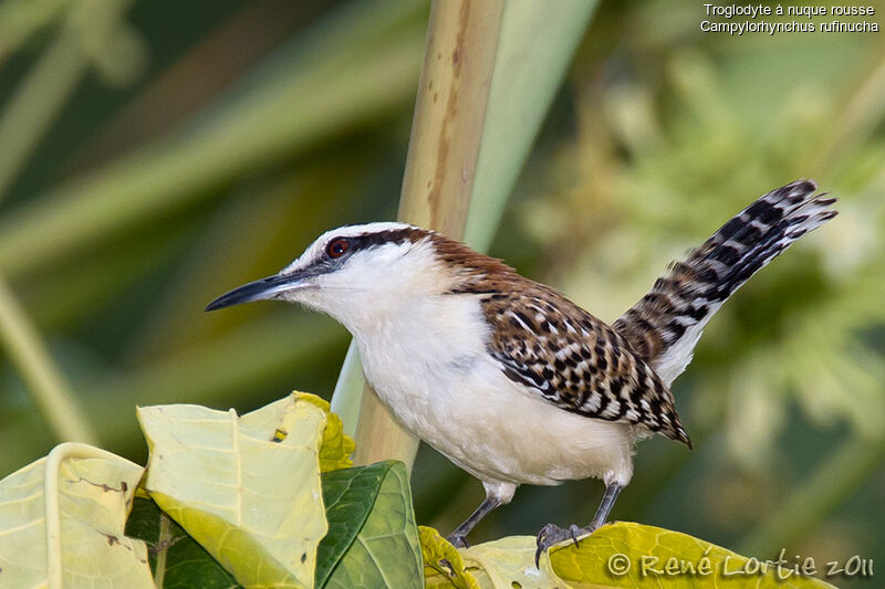 Veracruz Wrenadult, identification