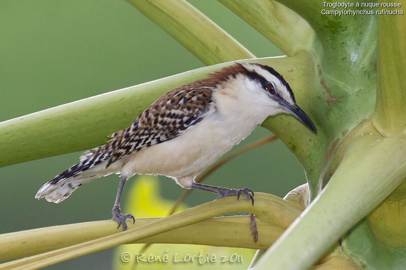 Veracruz Wrenadult, identification