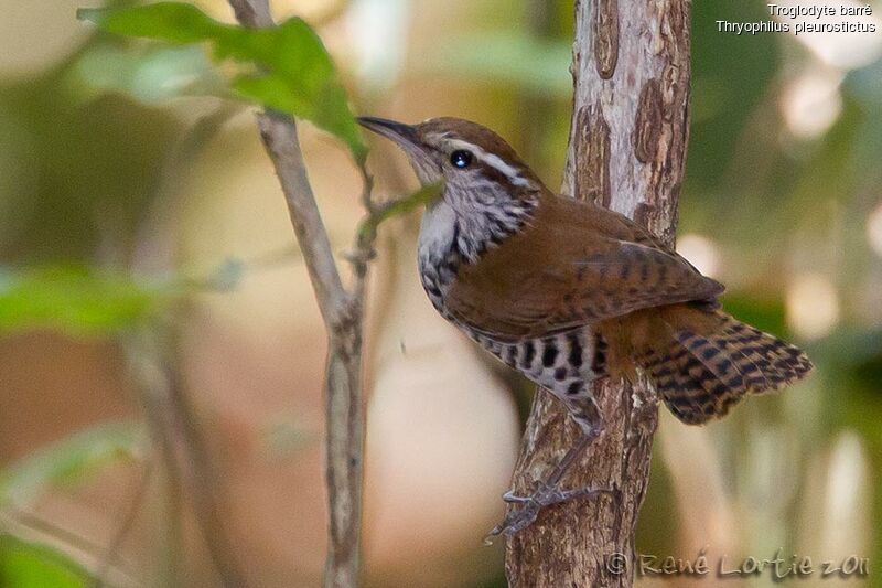 Banded Wrenadult, identification