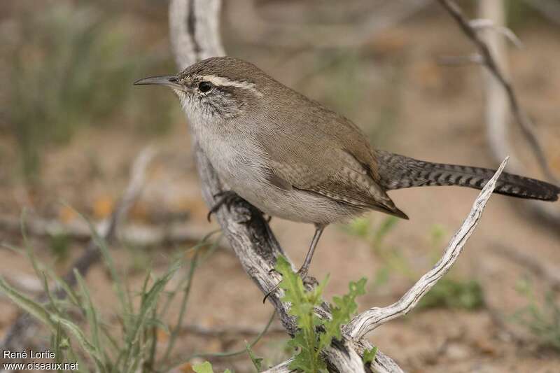 Troglodyte de Bewickadulte, identification