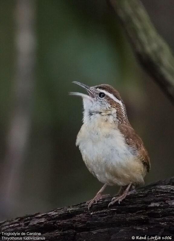 Carolina Wren