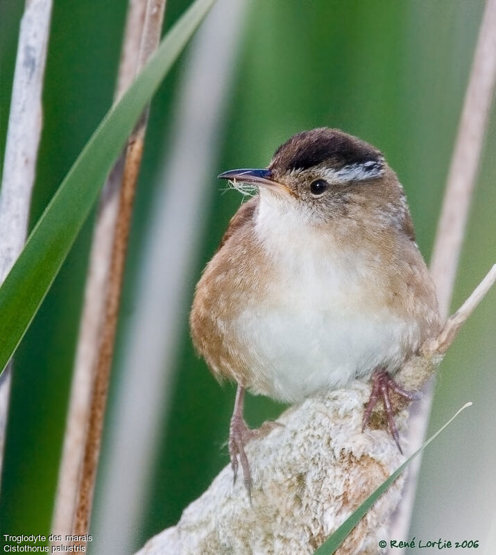 Marsh Wrenadult